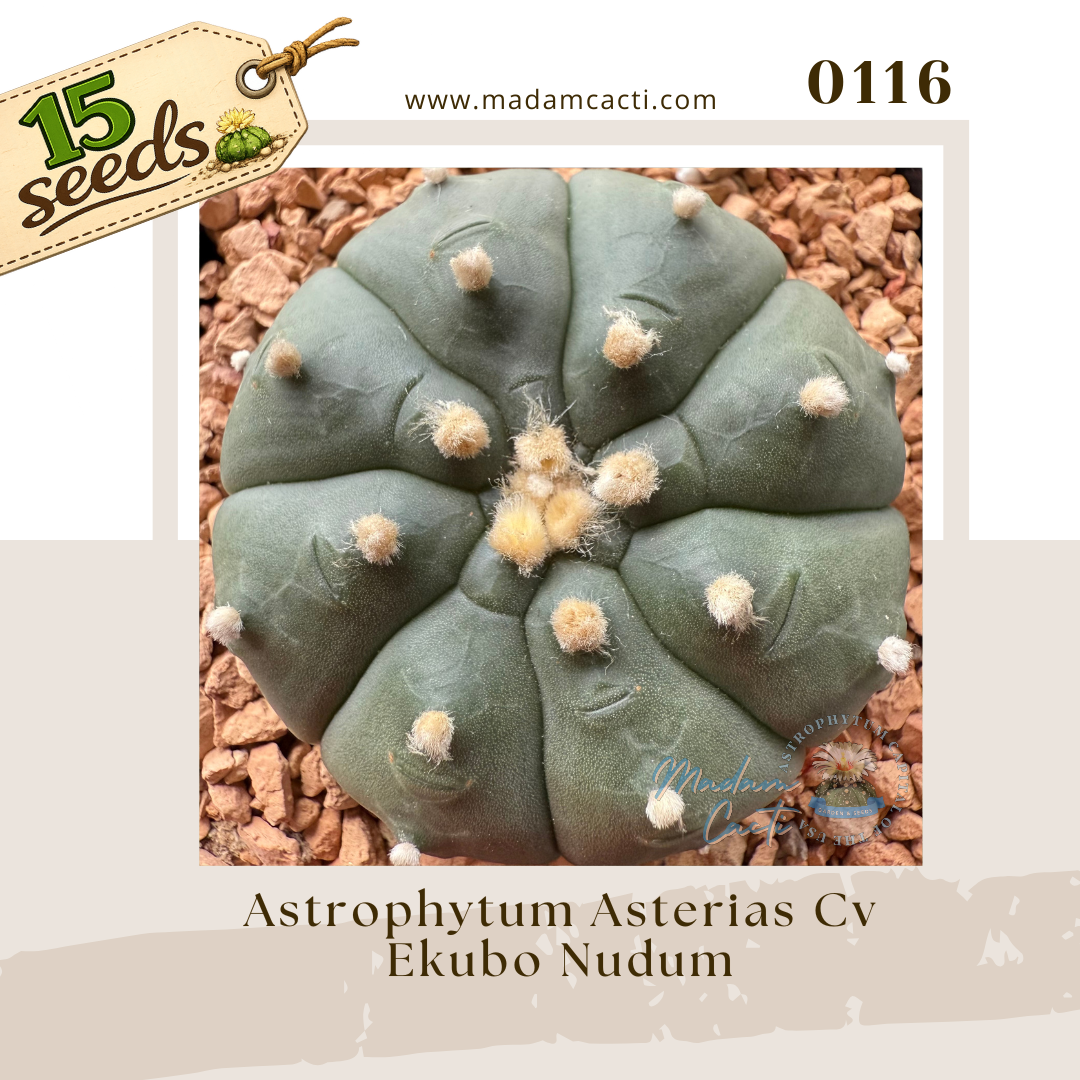 astrcoast アストロコースト　The Sun 石崎ひゅーい 0116-astrophytum-asterias-cv-ekubo-nudum-15-seeds — Madam Cacti